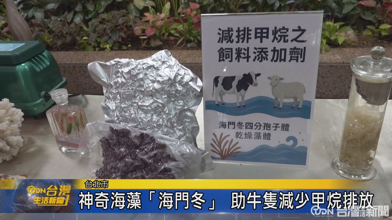 神奇海藻「海門冬」 助牛隻減少甲烷排放 - 鑫傳國際多媒體科技股份有限公司 TDN台灣生活新聞