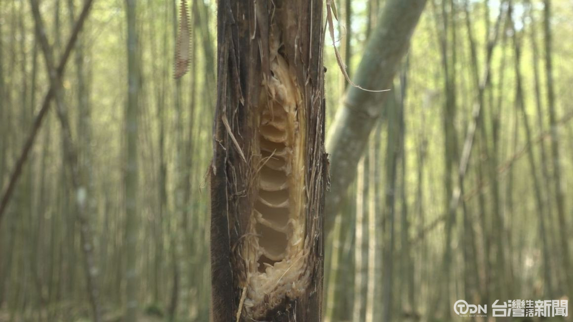 快申辦! 南投孟宗竹列天災現金救助 - 鑫傳國際多媒體科技股份有限公司 TDN台灣生活新聞