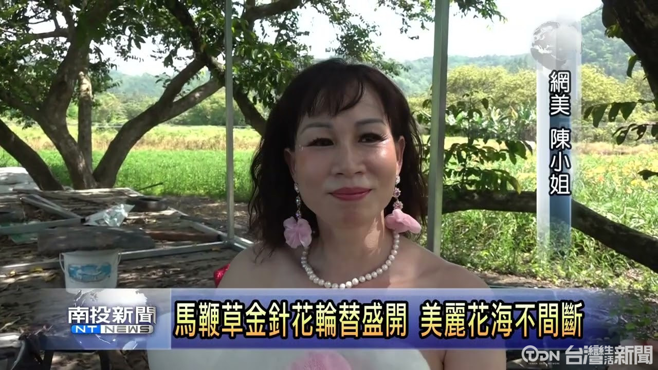 頭社夏季賞馬鞭草 紫色花海吸引遊客 - 鑫傳國際多媒體科技股份有限公司 TDN台灣生活新聞