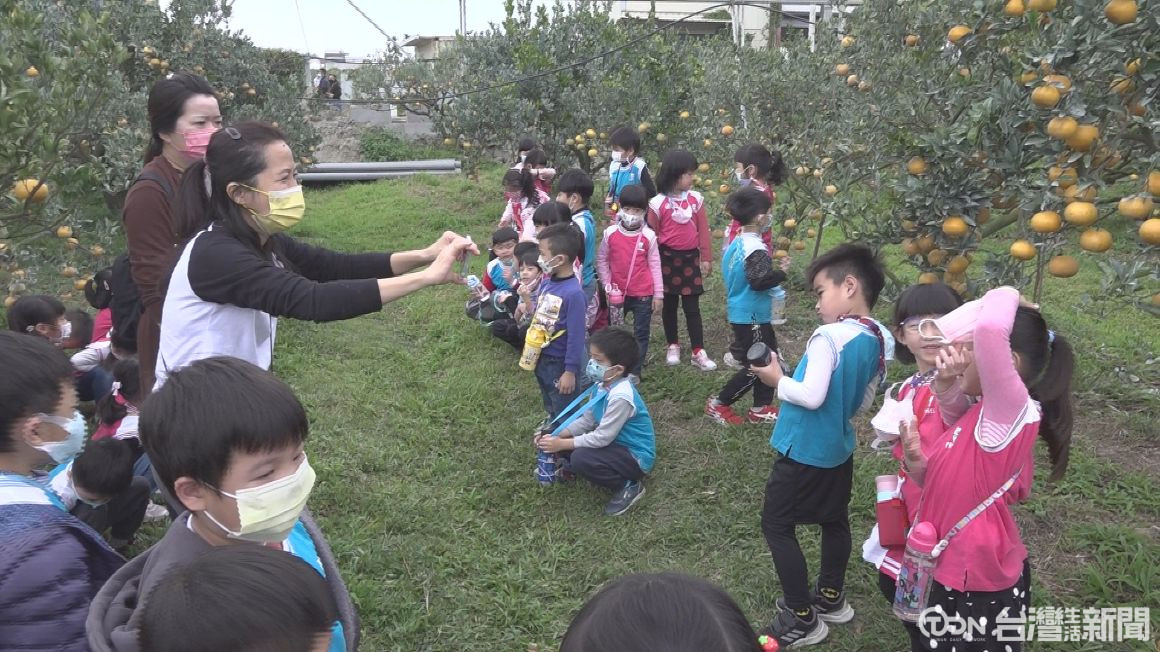 學童參訪茂谷柑園 認識家鄉農特產品 - 鑫傳國際多媒體科技股份有限公司 TDN台灣生活新聞