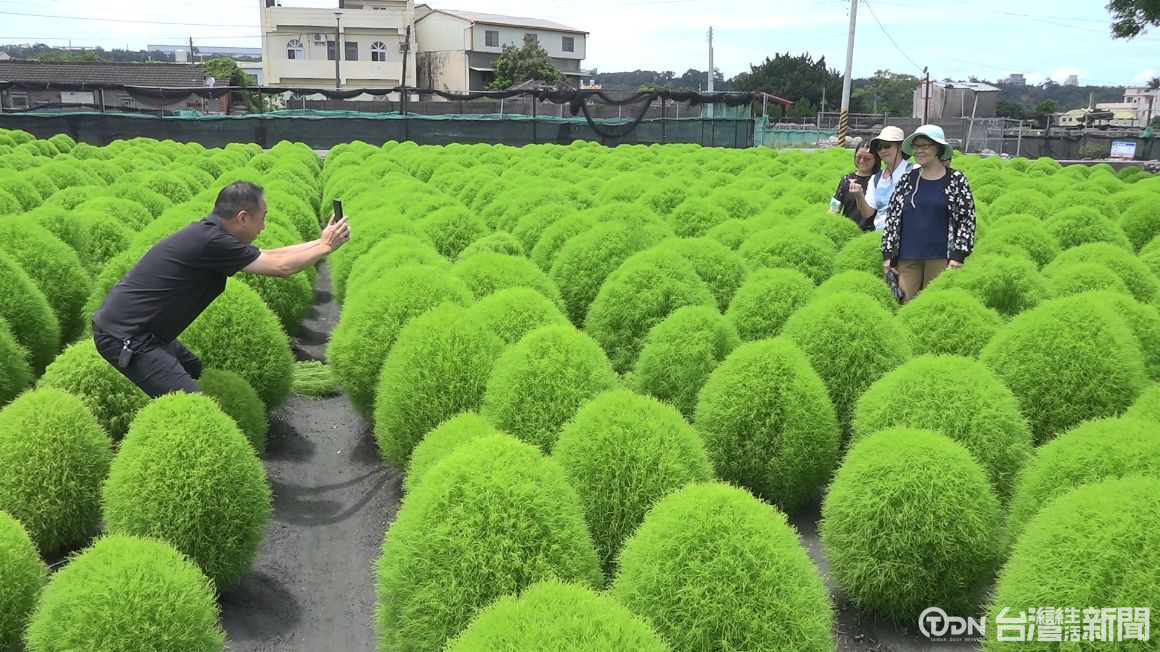 花市種1500株波波球 圓滾滾毛茸茸好療癒 - 鑫傳國際多媒體科技股份有限公司 TDN台灣生活新聞