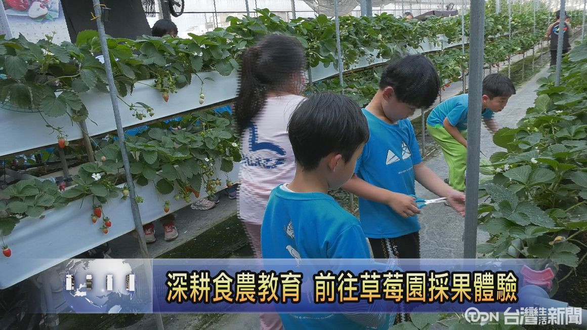 深耕校園食農教育 前往草莓園採果體驗 - 鑫傳國際多媒體科技股份有限公司 TDN台灣生活新聞