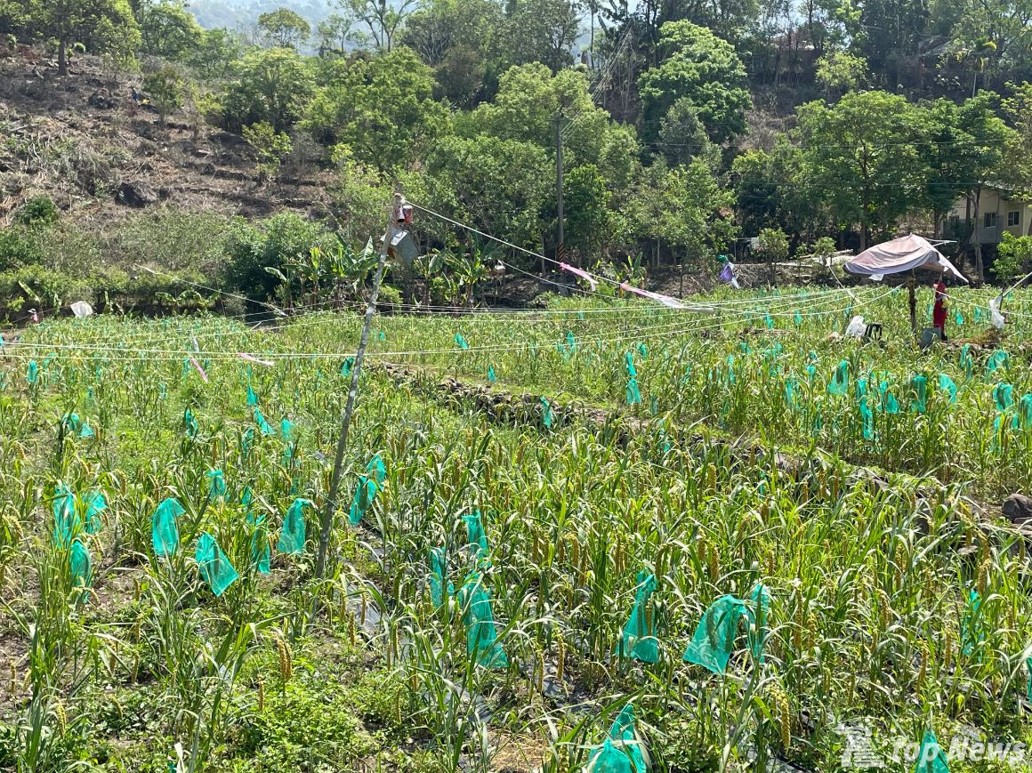 茶山輕旅遊持火把夜遊體驗鄒族傳說 鑫傳國際多媒體科技股份有限公司tdn台灣生活新聞